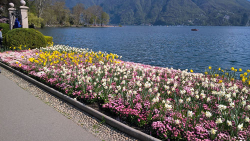 Purple flowering plants by lake against mountains