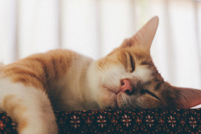 Close-up of cat sleeping