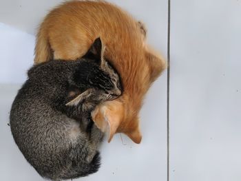 High angle view of cat resting on floor