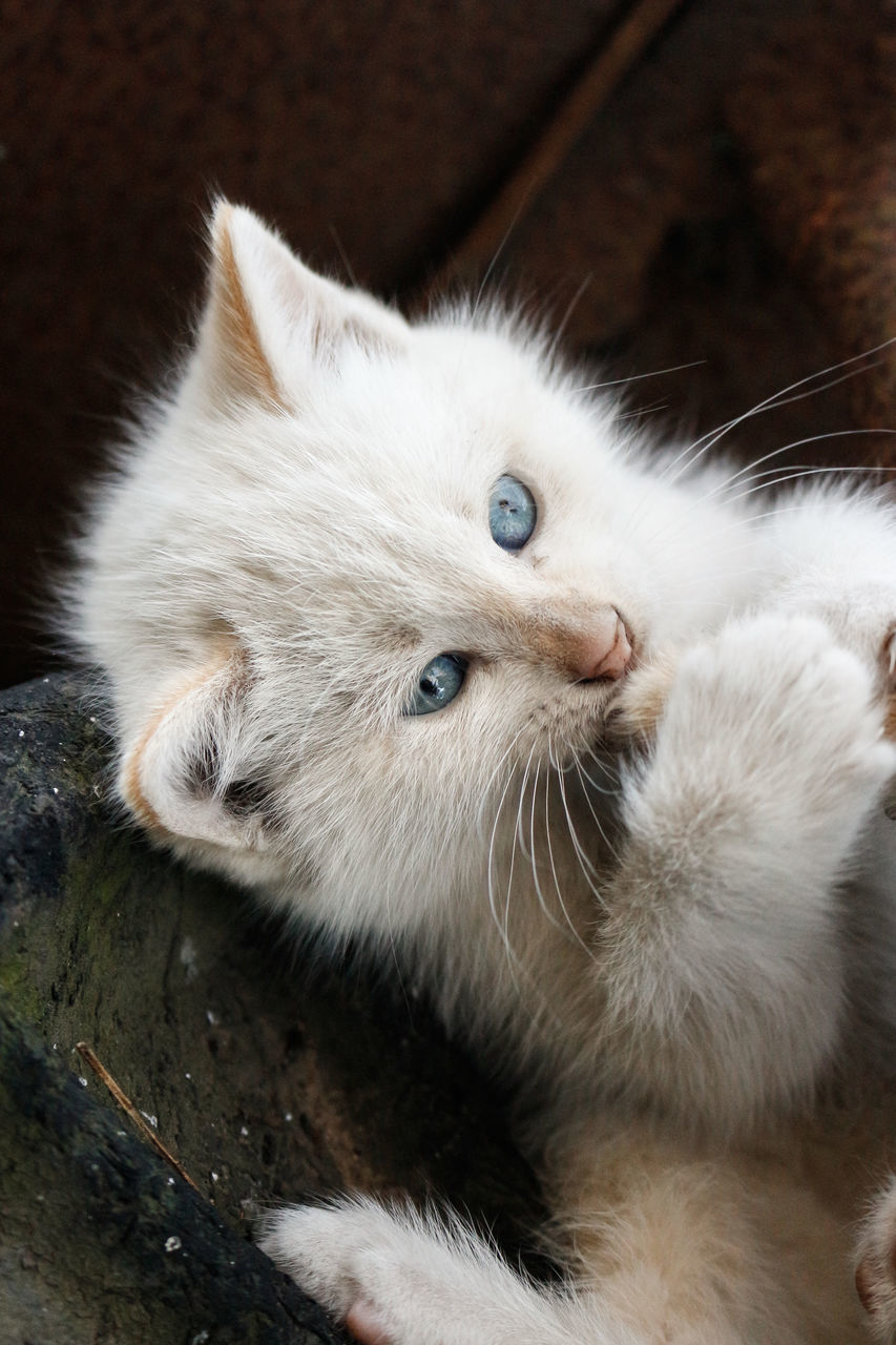 CLOSE-UP PORTRAIT OF WHITE CAT