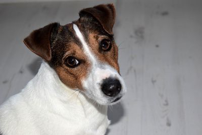 High angle portrait of jack russell terrier on floor