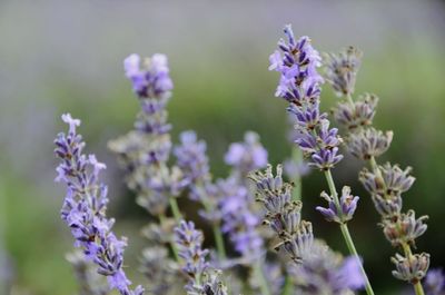 Close-up of purple flowering plants on field