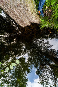 Reflection of trees in water