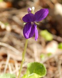 Close-up of purple flowers blooming