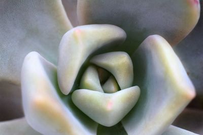 Close-up of succulent plant