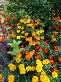 Colorful flowers blooming in garden