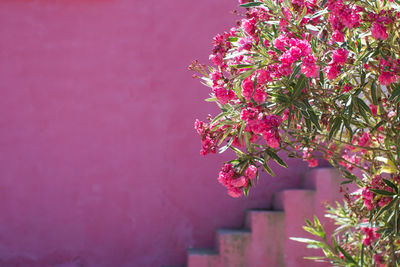 Close-up of pink flowers against wall