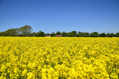Scenic view of oilseed rape field against clear sky