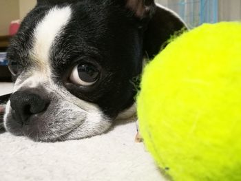 Close-up portrait of a dog at home