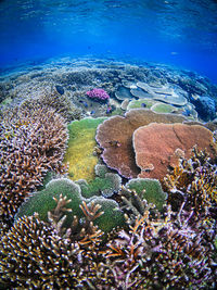 coral reef