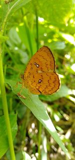 Close-up of butterfly on plant