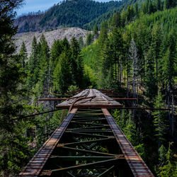 View of bridge in forest