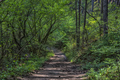 Footpath amidst trees in forest