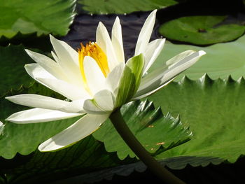 Close-up of lotus water lily in pond