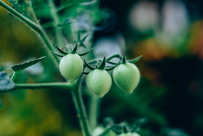 Close-up of tomatoes