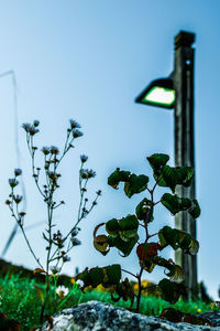 Low angle view of plants against clear blue sky