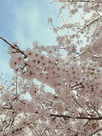 Low angle view of tree against sky