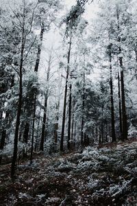 Trees in forest during winter