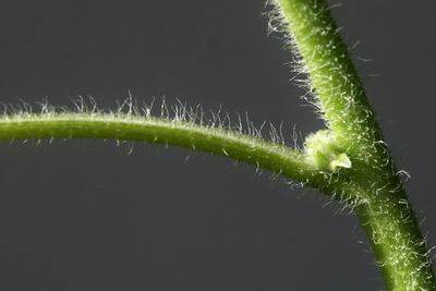 Close-up of plant