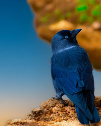 Close-up of bird perching on rock