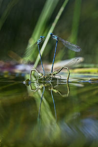 The white-legged damselfly mating on the river surface