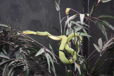 Close-up of a lizard on plant