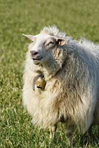 High angle view of an animal on field