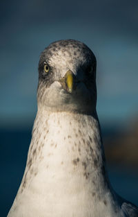 Close-up of seagull on rock