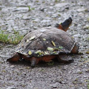 Close-up of turtle on ground