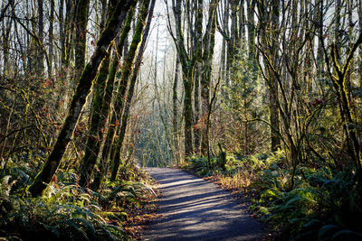 Footpath amidst trees in forest