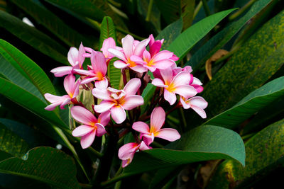 Close-up of pink flowering plant