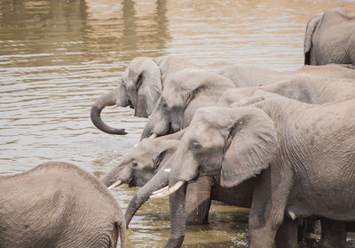 Elephant in lake