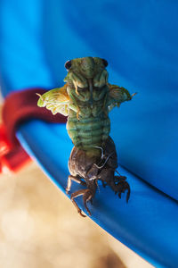 High angle view of lizard on table