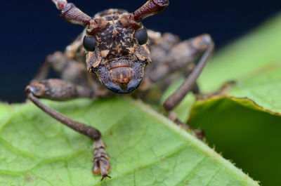 Close-up of insect on leaf