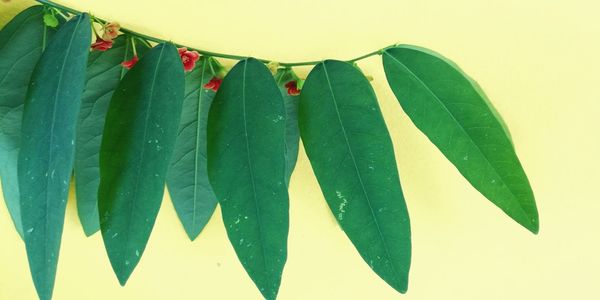 Close-up of leaves against white background