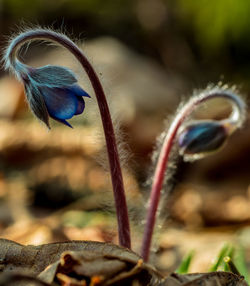 Close-up of flower against blurred background