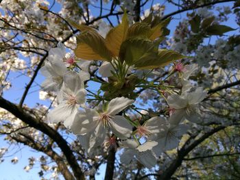 Low angle view of blooming tree against sky