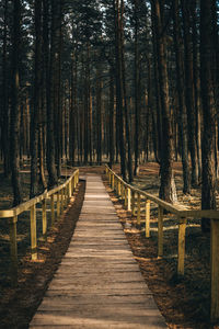 View of footpath amidst trees in forest