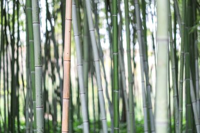 Full frame shot of bamboo trees in forest