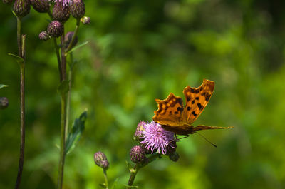 Close-up of butterfly pollinating on pink flower