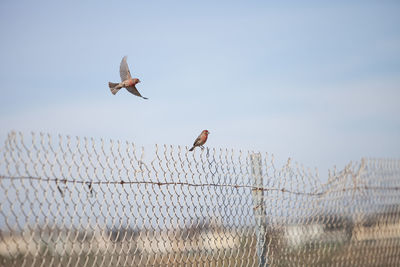 Finches flying and perching over chainlink fence against sky