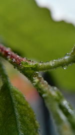 Close-up of insect on plant