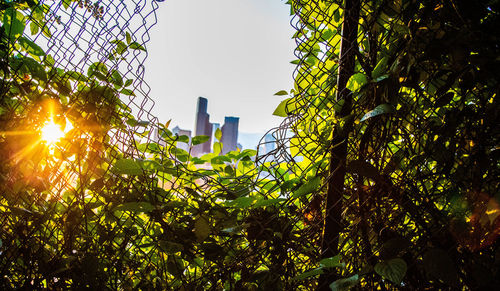 Low angle view of sunlight streaming through tree against sky