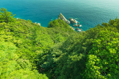 High angle view of trees by sea