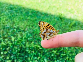 Close-up of butterfly on hand