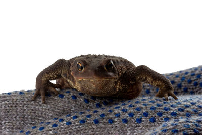 Close-up of a animal over white background