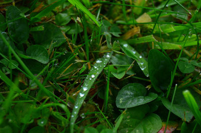 Close-up of water drops on plants