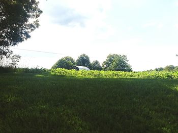 Low angle view of trees on field against sky