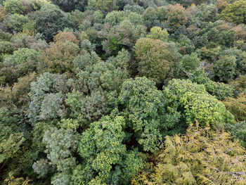 High angle view of plants growing in forest