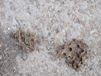 High angle view of insect on field
